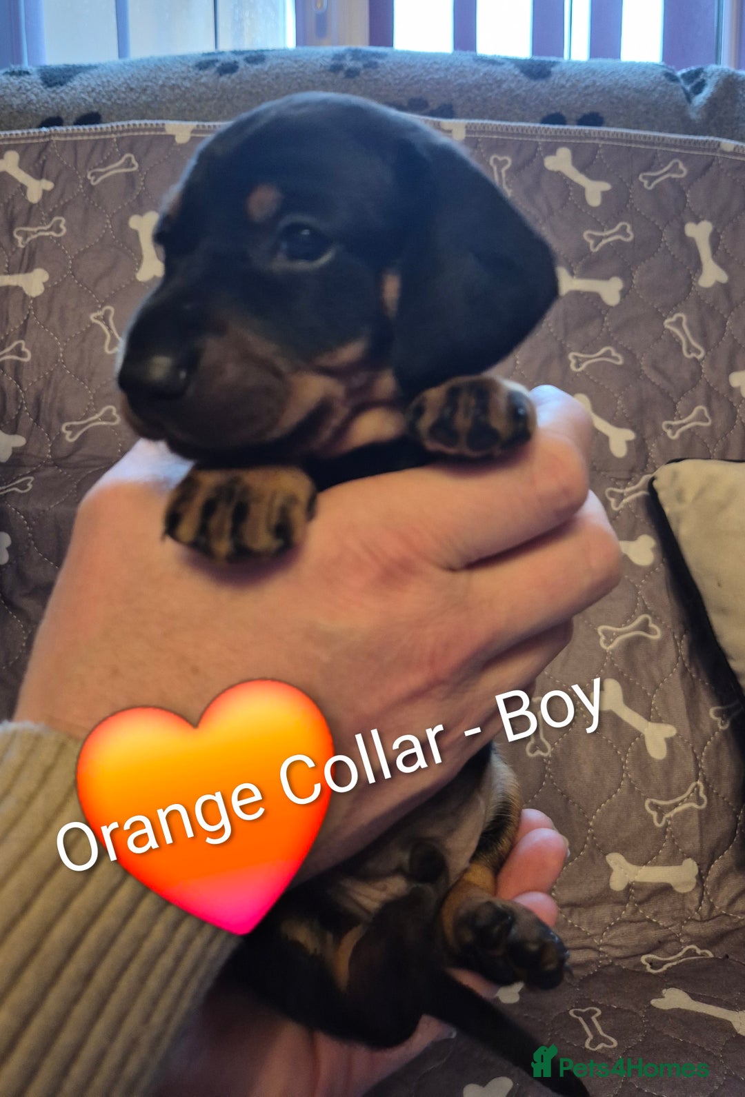 Dachshund dogs for sale: Standard Dachshund Puppies - Advert 8