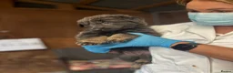 German Shepherd dogs for sale: German Shepherd Pups! Grey or black & tan!  - Advert 4