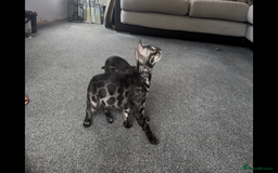 Bengal cats for sale: Exceptional breed quality bengals  - Image 2