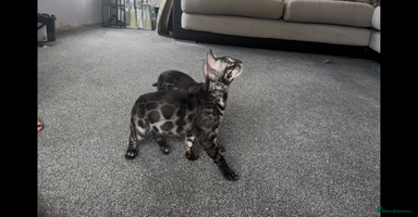 Bengal cats - Advert 4