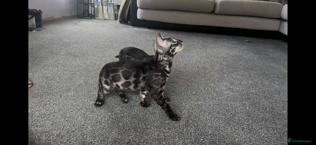 Bengal cats for sale: Exceptional breed quality bengals  - Image 2
