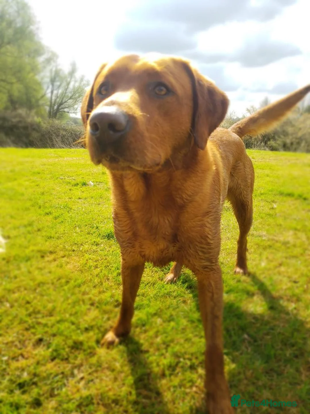 Labrador Retriever dogs for stud: Fox Red Stud Dog, Kennel Club Registered in Chelmsford - Advert 17
