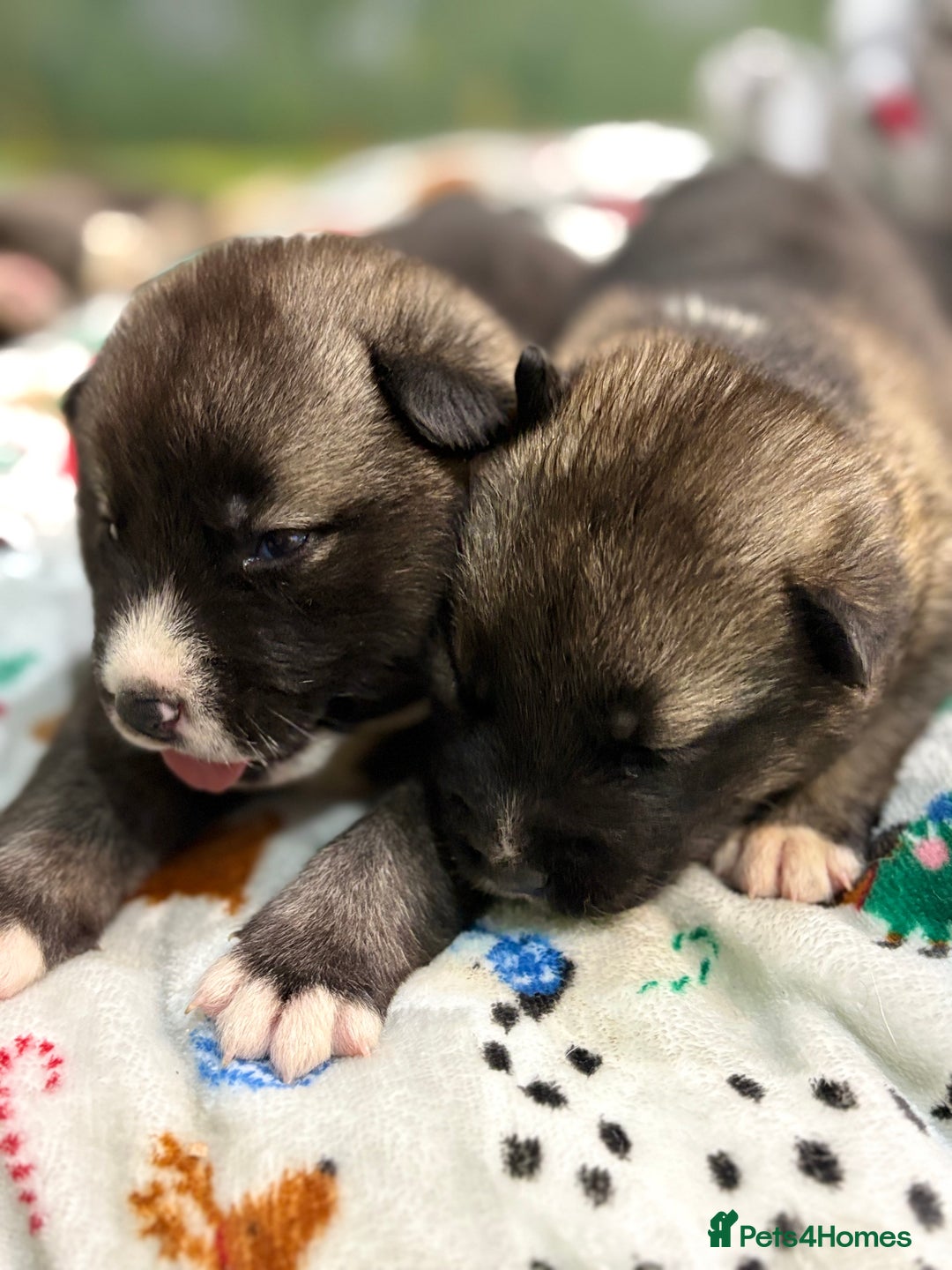 Huskita dogs for sale: american akuta X husky - Advert 7