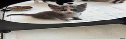 Maine Coon cats for sale: TORTOISESHELL MAINE COON X KITTENS - Advert 17