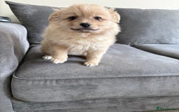 Pomeranian dogs for sale: Pomeranian puppies girl and boy  - Image 10