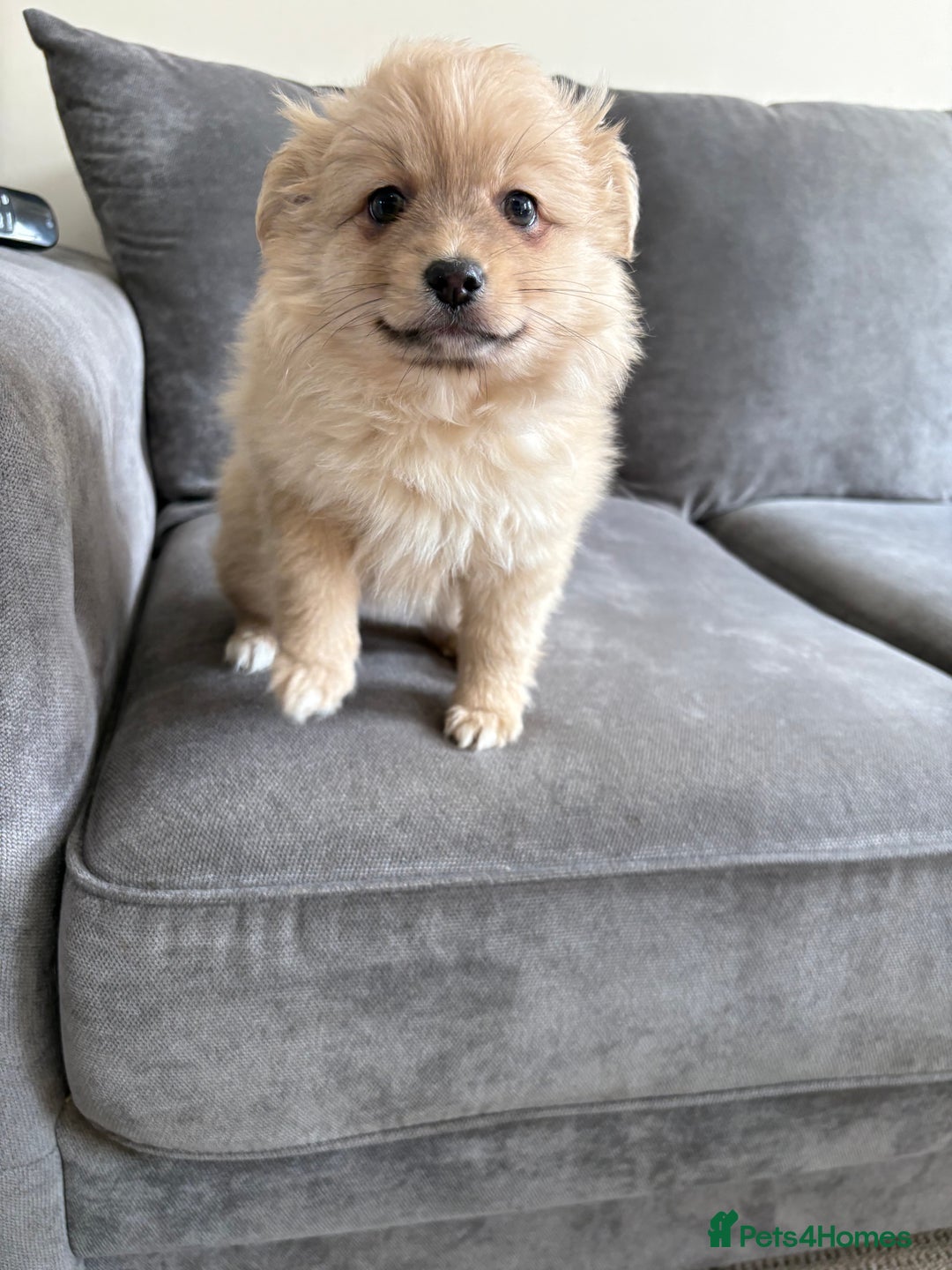 Pomeranian dogs for sale: Pomeranian puppies girl and boy  - Image 10