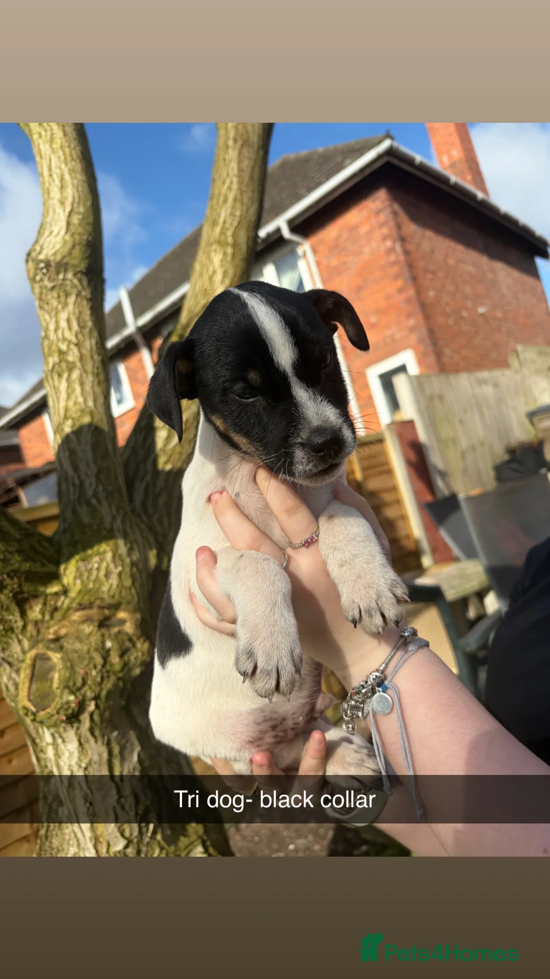 Jack Russell dogs for sale: Jack russel puppies - Advert 1