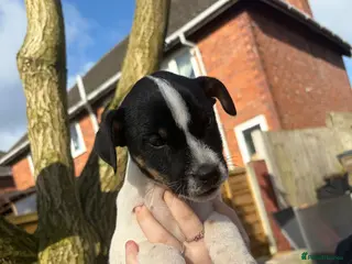 Jack Russell dogs Jack russel puppies - Advert 1