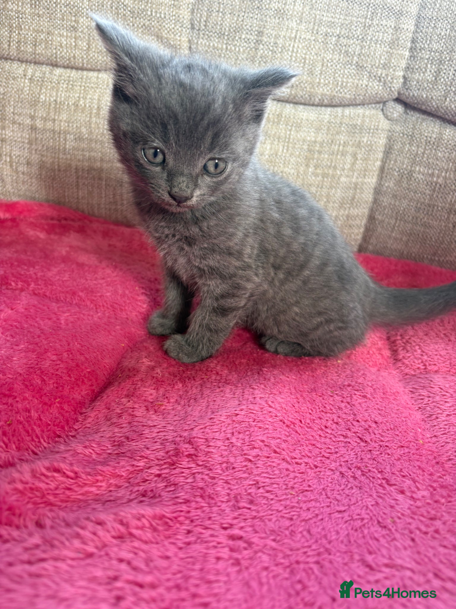 Mixed Breed cats For sale kittens  - Advert 2
