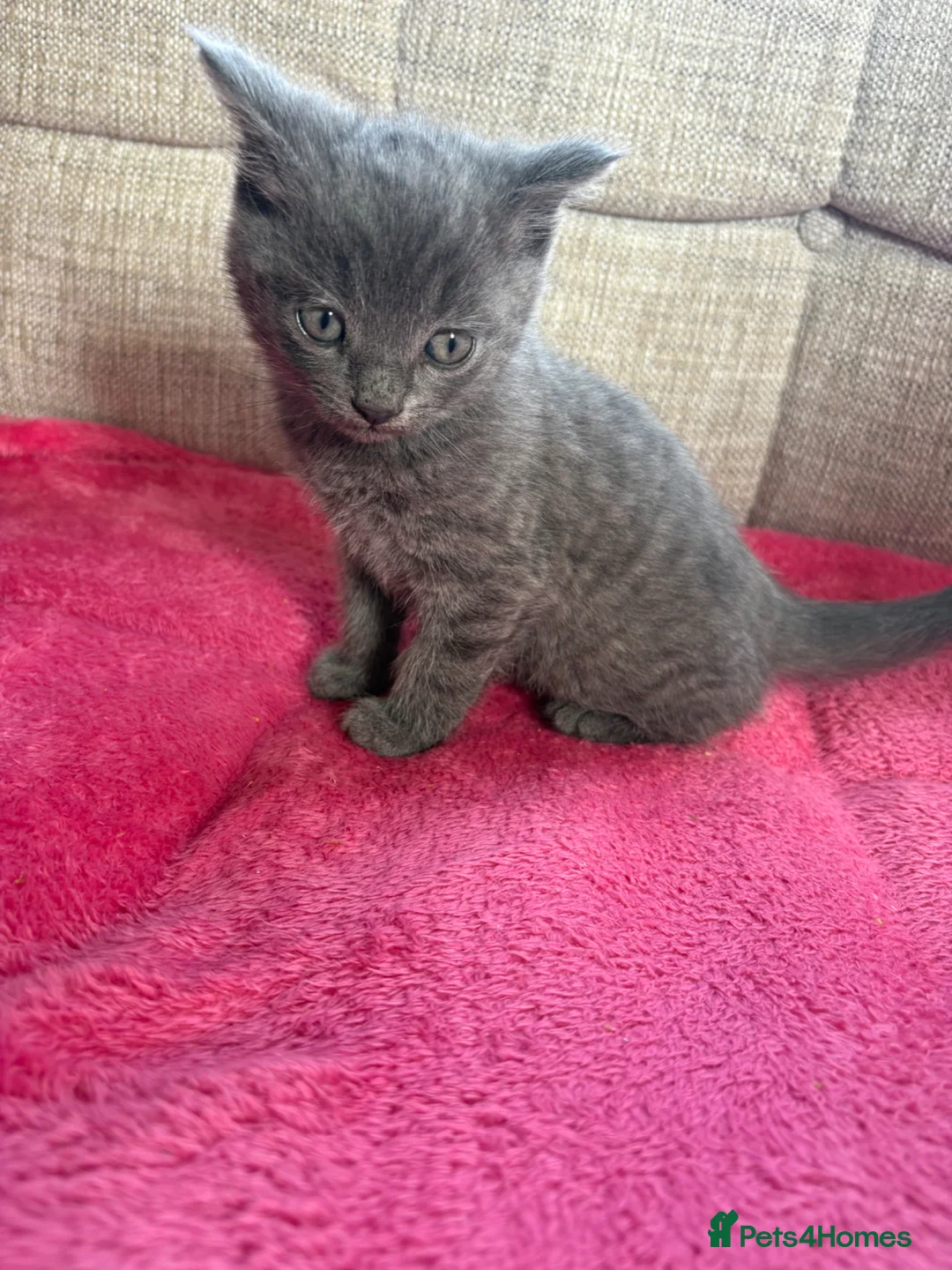 Mixed Breed cats for sale: For sale kittens  - Advert 1