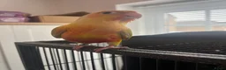 Conures birds for sale: Hand-Reared Baby Conures, Quakers & ringnecks - Advert 4