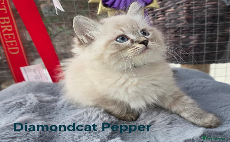 Siberian cats - Advert 2