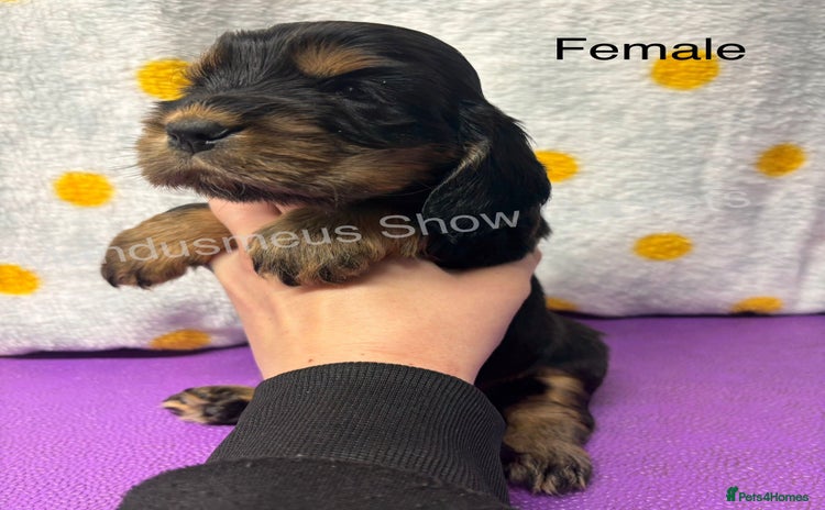 Cocker Spaniel dogs - Advert 11