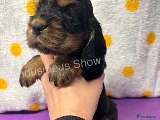 Cocker Spaniel dogs - Advert 36