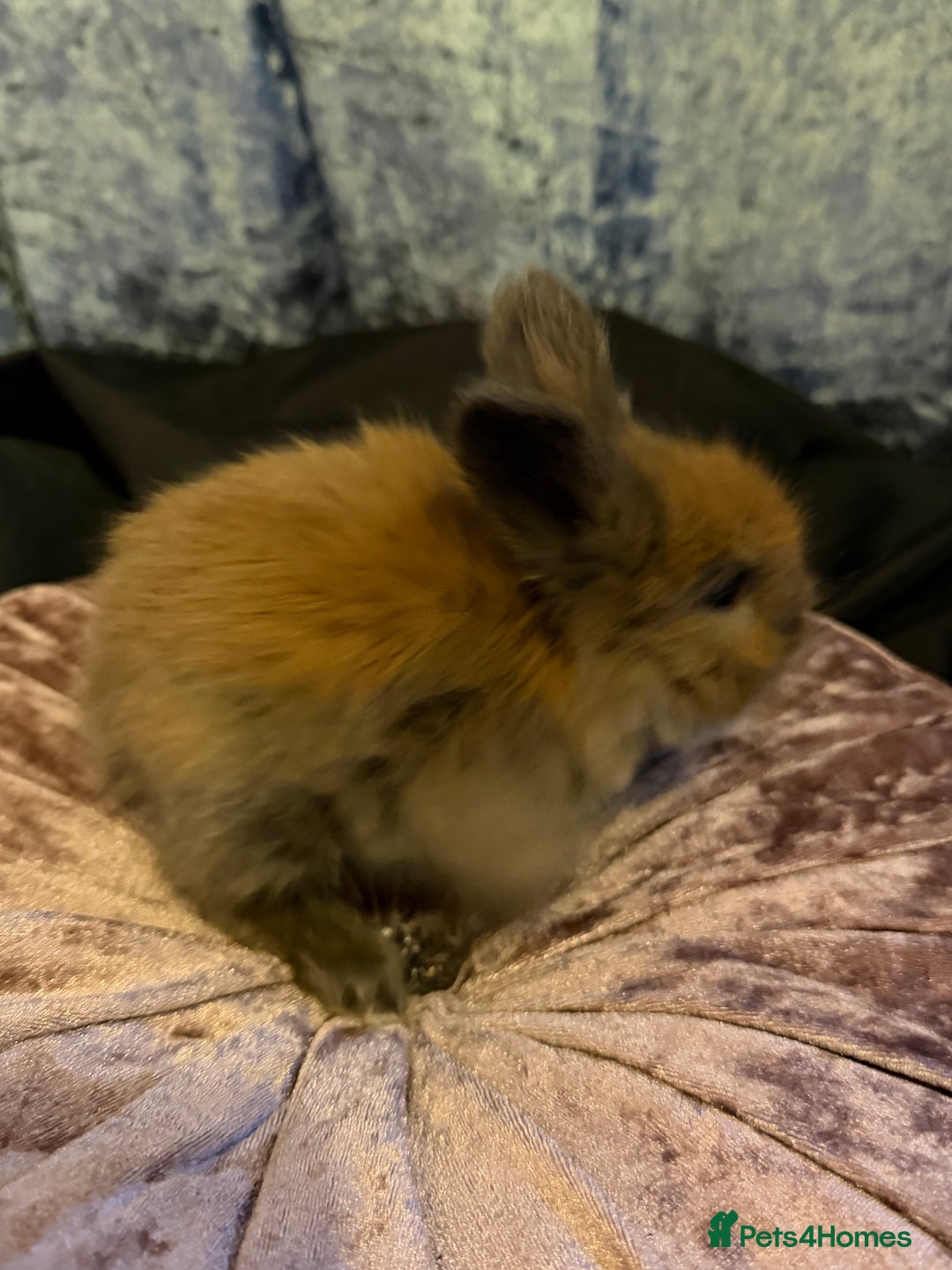 Angora rabbits for sale: Beautiful baby angora rabbits available  - Advert 3