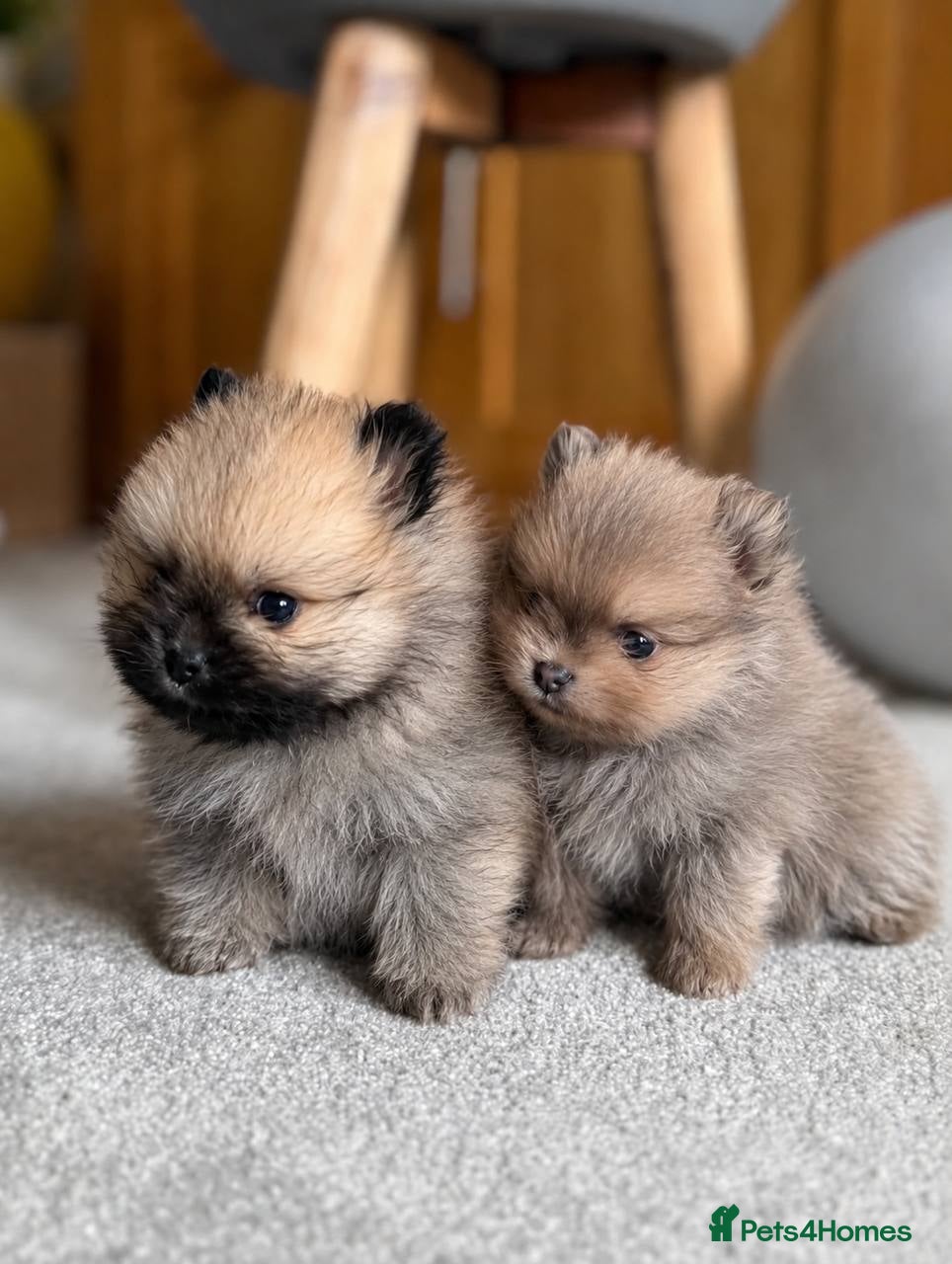 Pomeranian dogs Mini Pomeranian Puppies KCRegistered Milton Keynes - Advert 9