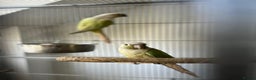 Conures birds for sale: Breeding Pair Mint Green Conures - Advert 1