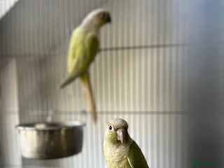 Conures birds Breeding Pair Mint Green Conures - Advert 6