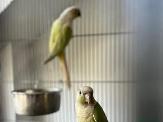 Conures birds Breeding Pair Mint Green Conures - Advert 1