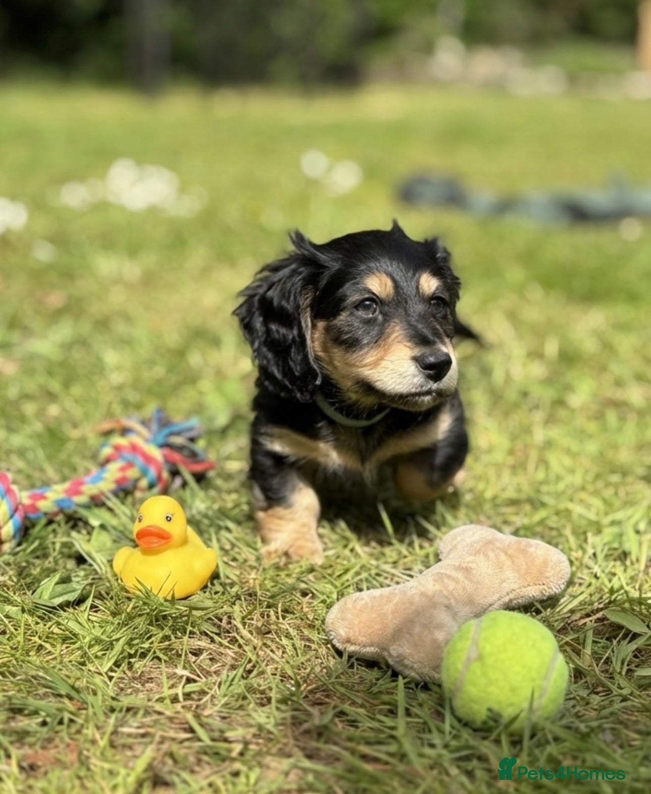 Miniature Dachshund dogs KC Long Hair Black And Cream Miniature Dachshund - Advert 6