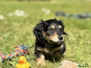 Miniature Dachshund dogs KC Long Hair Black And Cream Miniature Dachshund - Advert 6