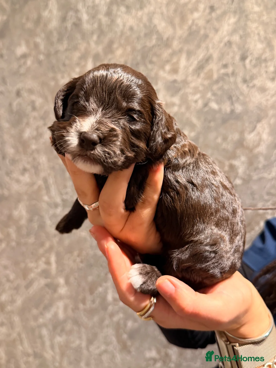 Mixed Breed dogs for sale:  🐾 READY TO GO Sproodle Puppies 🐾 - Advert 21