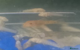 Plecos fish for sale: Calico/German red plecos - Image 2