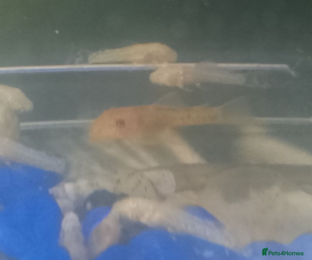 Plecos fish for sale: Calico/German red plecos - Image 2