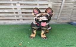 German Shepherd dogs for sale: REDUCED PRICE-TOP QUALITY CZECH BLOODLINE GSD PUPS - Image 2