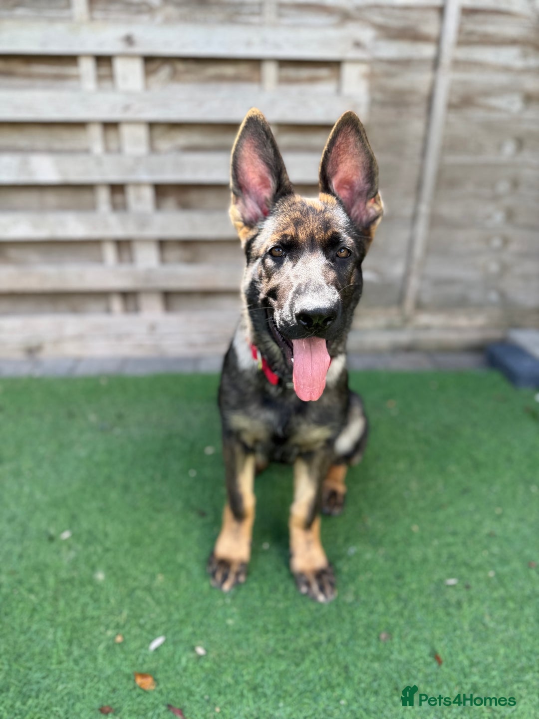 German Shepherd dogs for sale: REDUCED PRICE-TOP QUALITY CZECH BLOODLINE GSD PUPS - Image 2