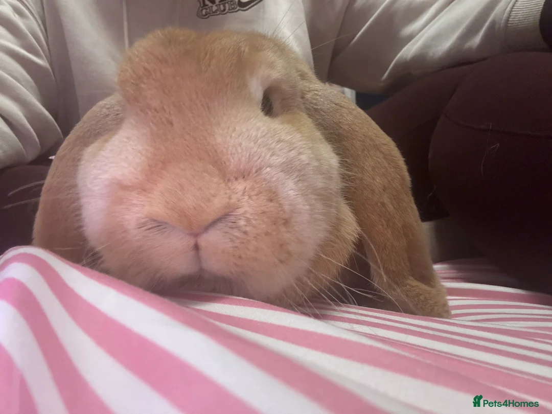 French Lop rabbits for sale: Female rabbit  - Advert 1