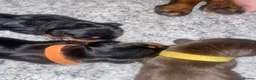 Miniature Dachshund dogs for sale: 3 beautiful girls  - Advert 26