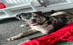 Mixed Breed dogs for sale: Male cane corso cross looking for his forever home - Image 1