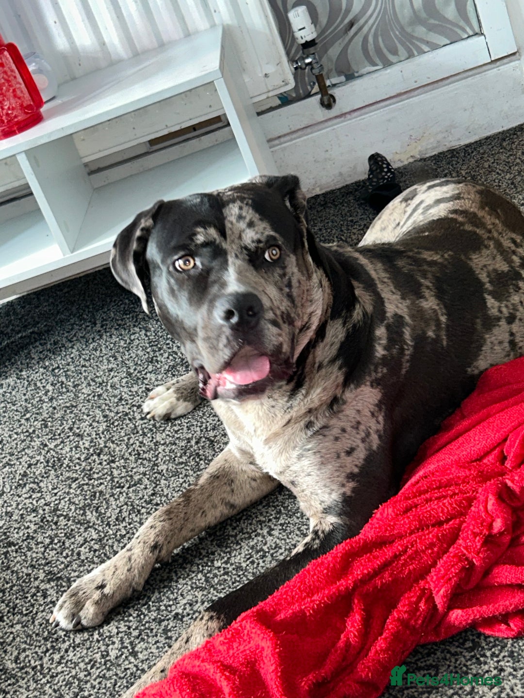 Mixed Breed dogs for sale: Male cane corso cross looking for his forever home - Image 1