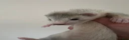 Ferret rodents for sale: Beautiful Baby Ferrets for Sale ❤️ - Advert 17