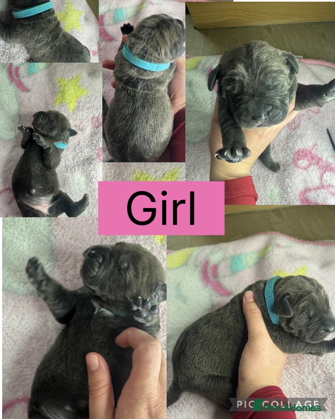 Cane Corso dogs for sale: Cane corso pups - Advert 8