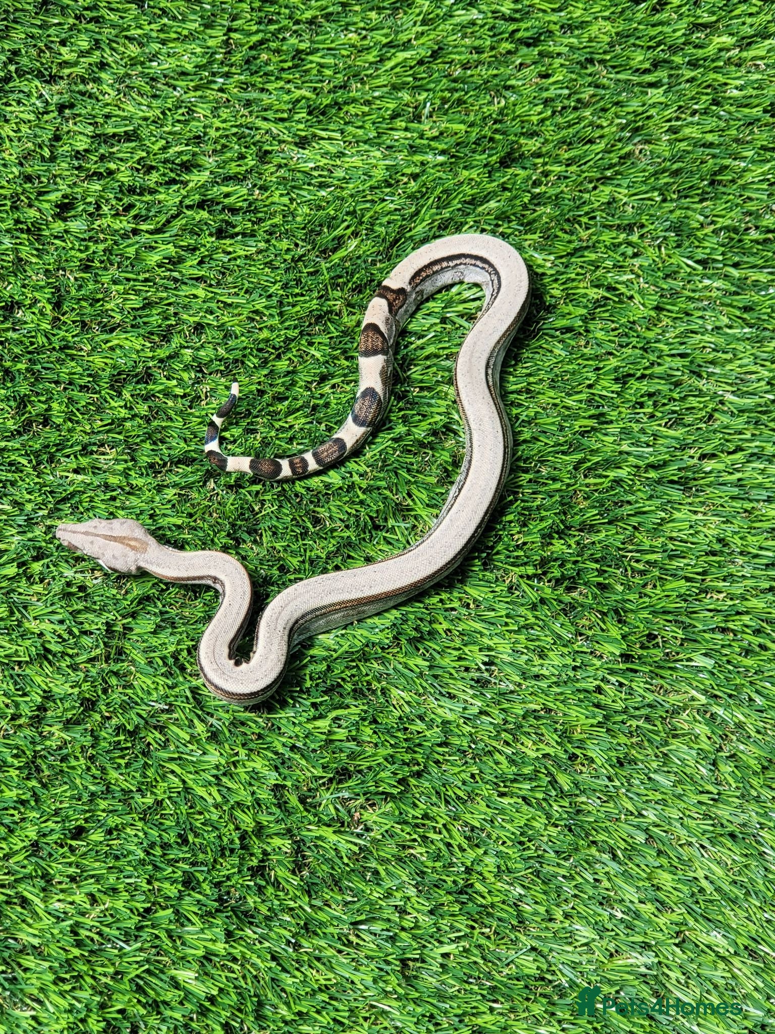Boa Snake reptiles Baby boa constrictors for loving homes - Advert 5