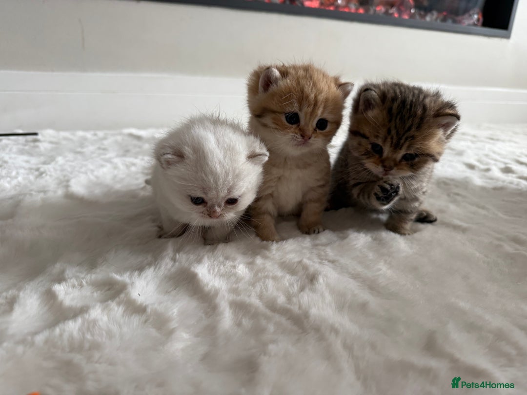 British Shorthair cats for sale: Sired by Champion FIFE dad - Golden BSH kittens - Image 6
