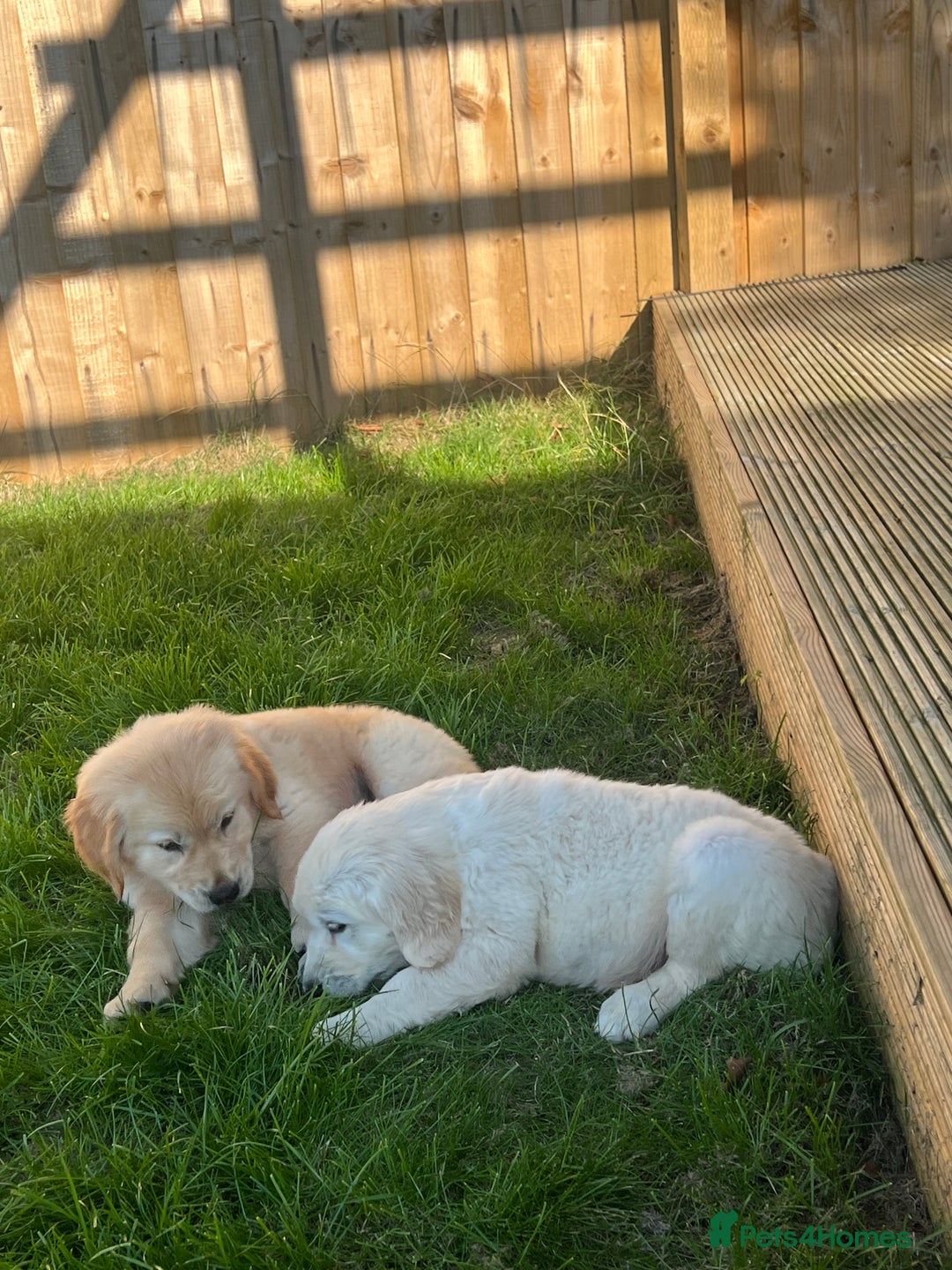 Golden Retriever dogs for sale: Teddy Bear Goldies - Image 22