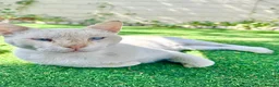 Domestic Shorthair cats for adoption: Male Indoor Cat for Adoption - Advert 9