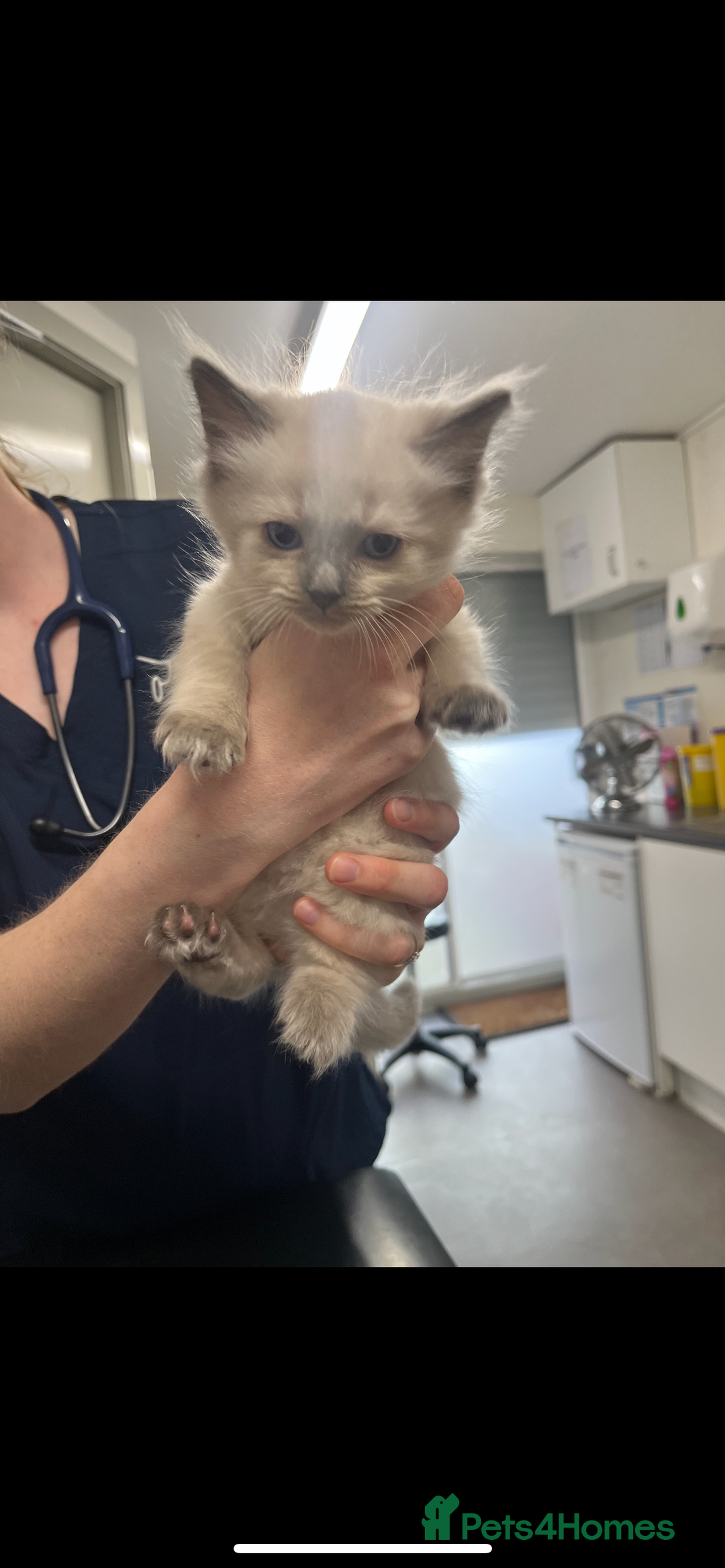 Ragdoll cats for sale: 1 male Ragdoll kitten  - Image 7