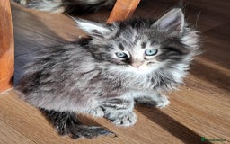Mixed Breed cats for sale: Maine Coon cross Norwegian kittens - Image 4