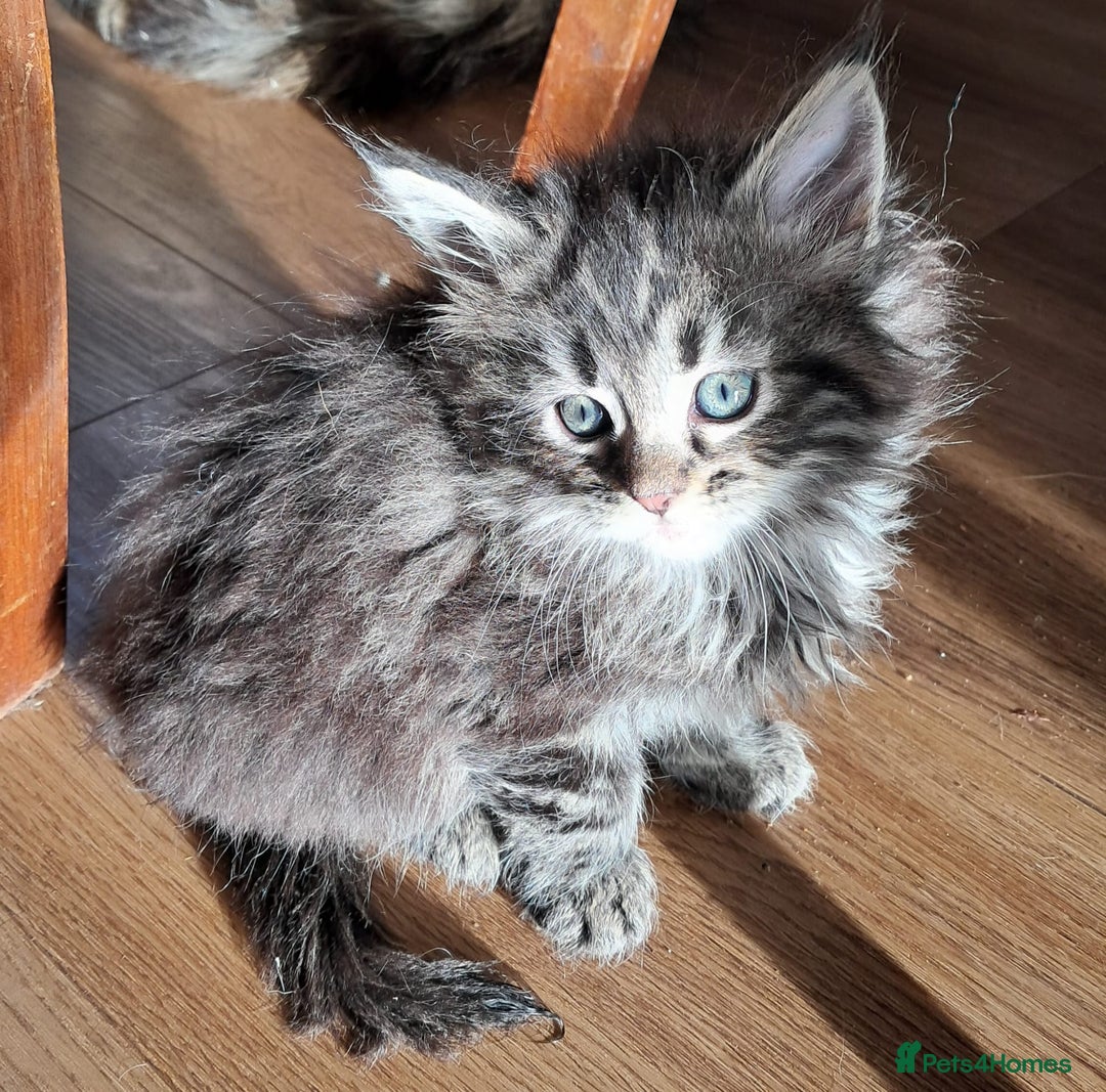 Mixed Breed cats for sale: Maine Coon cross Norwegian kittens - Image 4