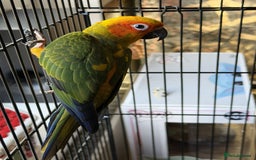 Conures birds for sale: Sun Conure - Advert 5
