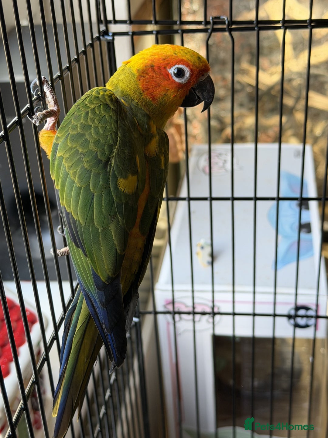 Conures birds for sale: Sun Conure - Advert 5