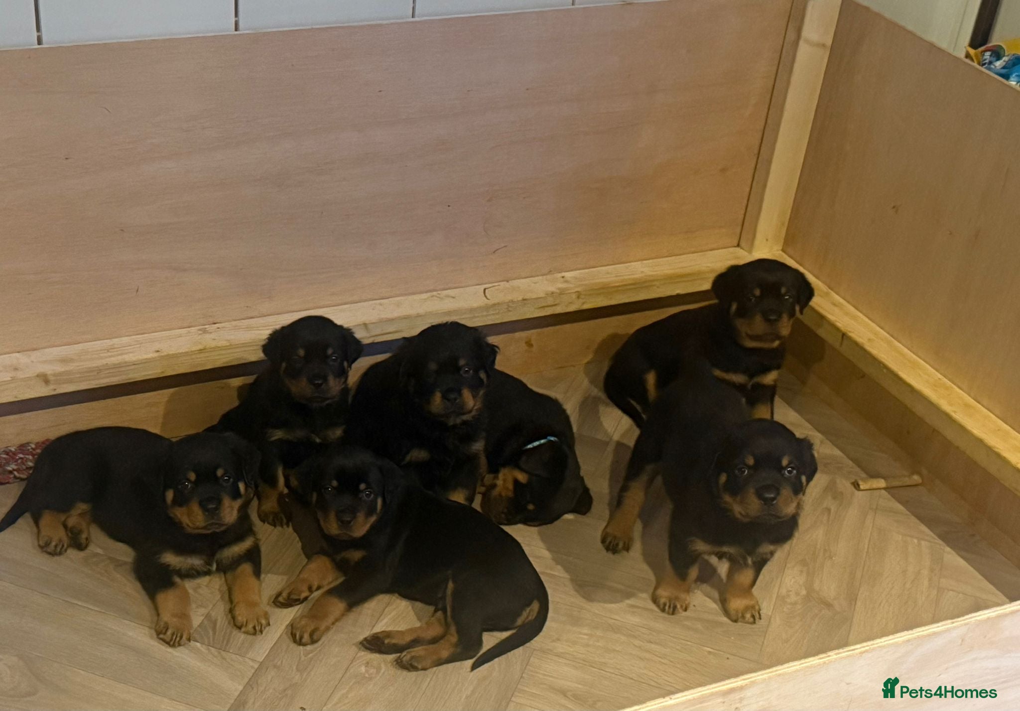 Rottweiler dogs Rottweiler puppies ready 17th june - Advert 2
