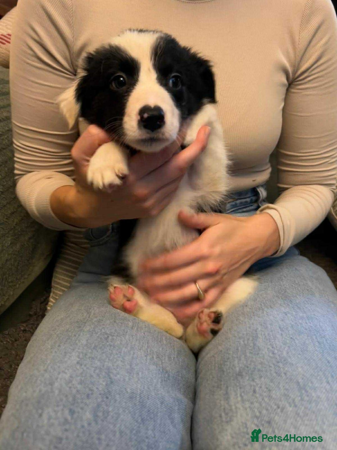Border Collie dogs for sale: Border Collie Bitch Pups - Advert 8