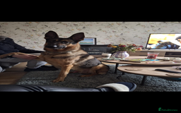 German Shepherd dogs for stud: German shepherd x Malinois for stud - Image 7