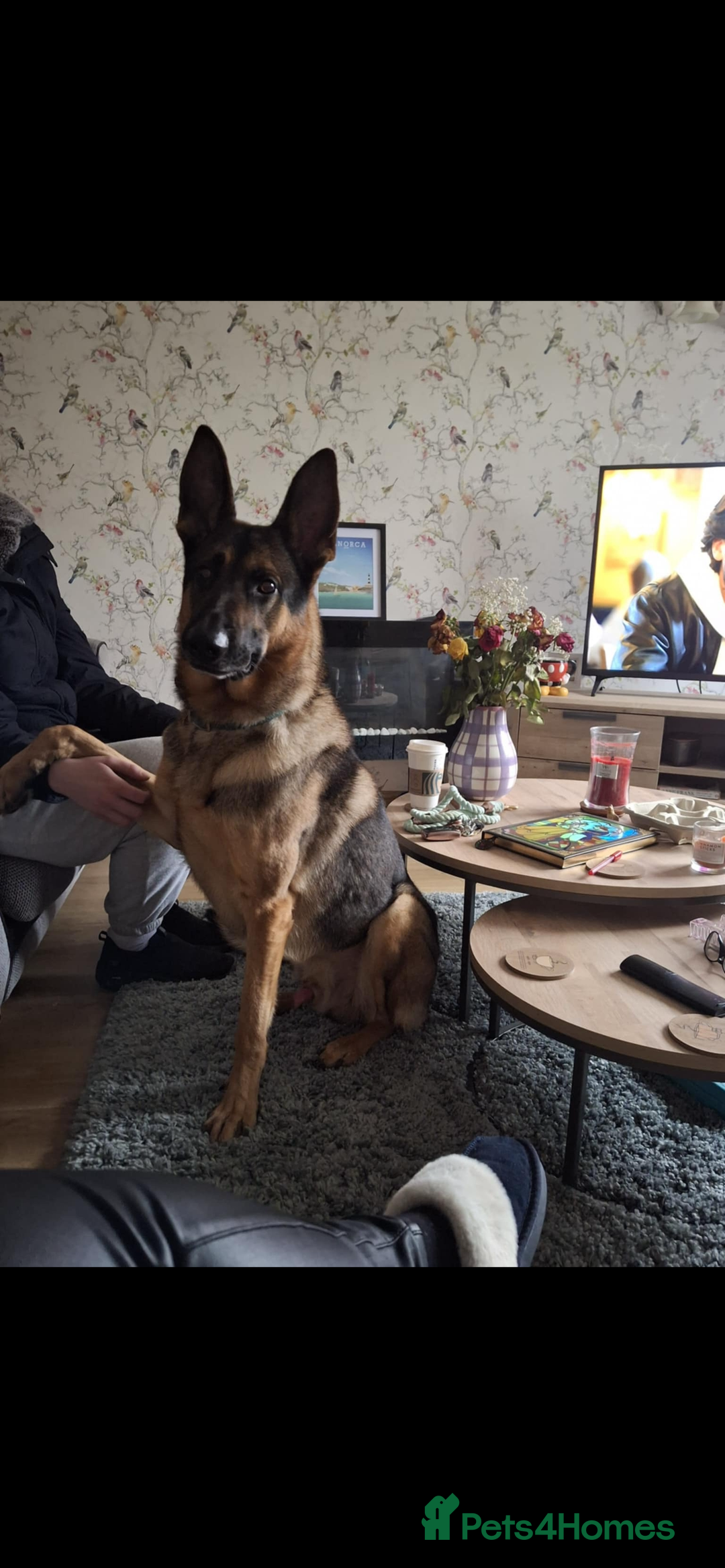 German Shepherd dogs for stud: German shepherd x Malinois for stud - Image 7