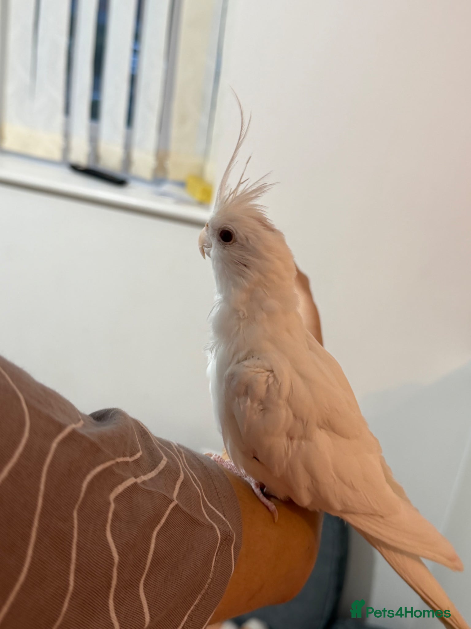 Ringnecks birds Tame albino cockatiel (SNOWY) - Advert 14